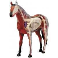 Сглобяем модел на кон Revell - Horse Anatomy Model (02099)