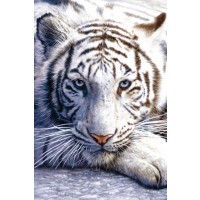 Макси плакат Pyramid - White Tiger