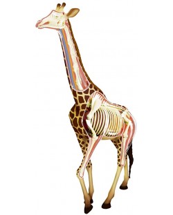 Сглобяем модел на жираф Revell - Giraffe Anatomy Model (02094)