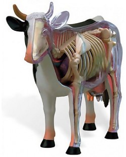 Сглобяем анатомичен модел на крава