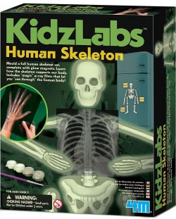 Образователен комплект 4M KidzLabs - Светещ скелет, отливки