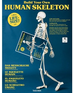 Build Your Own Human Skeleton - Life Size!