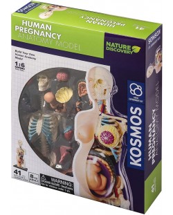 Детски комплект Thames & Kosmos - Анатомия на човешка бременност