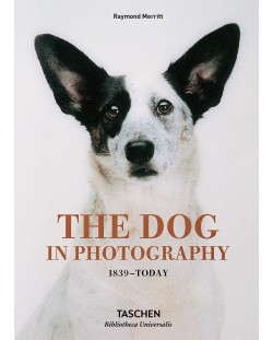Dog in Photography