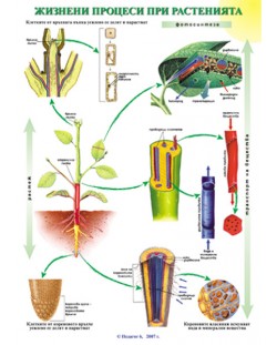 Жизнени процеси при растенията - Кръвоносна система (табло)