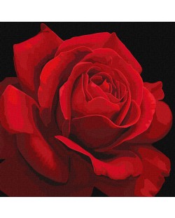 Комплект за рисуване по номера Ideyka - Червена роза, 40 х 40 cm