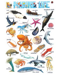 Marine Life (табло)