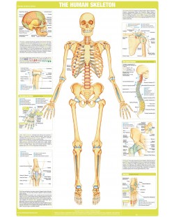 Макси плакат GB eye Educational: Biology - Skeleton