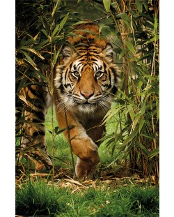 Макси плакат Pyramid - Bamboo Tiger