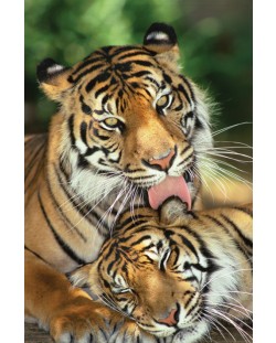 Макси плакат Pyramid - Mother's Love (Tigers)
