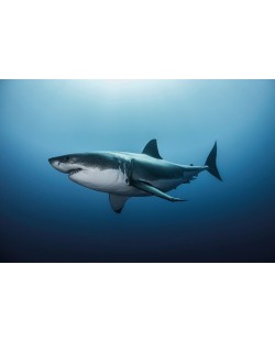 Макси плакат Pyramid - Great White Shark
