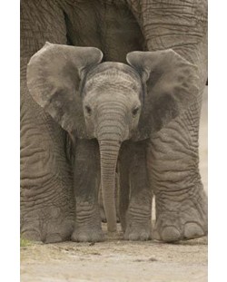 Макси плакат Pyramid - Elephant - Big Ears