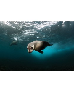 Макси плакат Pyramid - Australian Fur Seal