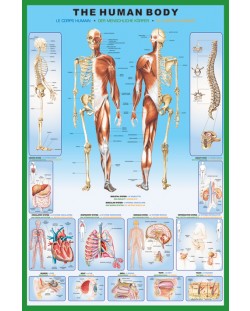 Макси плакат Pyramid - The Human Body