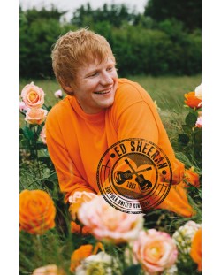 Макси плакат GB eye Music: Ed Sheeran - Rose Field