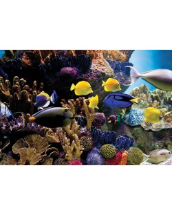 Макси плакат Pyramid - Tropical Fish & Coral