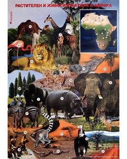 Растителен и животински свят в Африка (учебно табло)