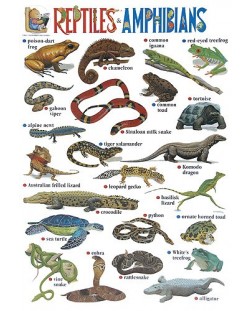 Reptiles & Amphibians (табло)