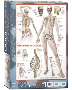 Пъзел Eurographics от 1000 части - Човешкото тяло, система на скелета