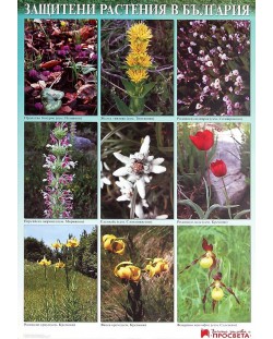 Защитени растения в България (учебно табло)