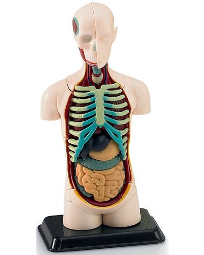 Сглобяем модел на човешко тяло Revell - Human Body Anatomy Model (02100)