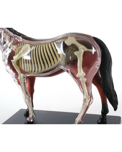 Сглобяем модел на кон Revell - Horse Anatomy Model (02099) - 3