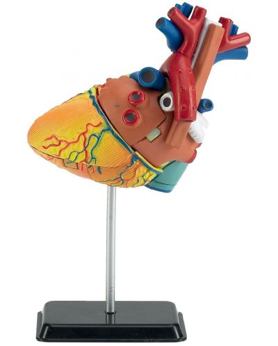 Сглобяем модел на сърце Revell - Heart Anatomy Model (02101)
