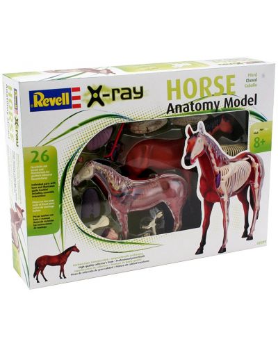 Сглобяем модел на кон Revell - Horse Anatomy Model (02099) - 6