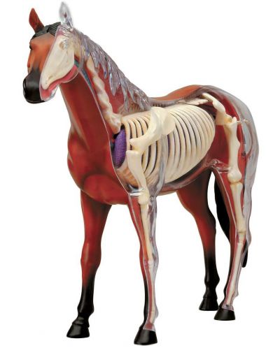 Сглобяем модел на кон Revell - Horse Anatomy Model (02099) - 1
