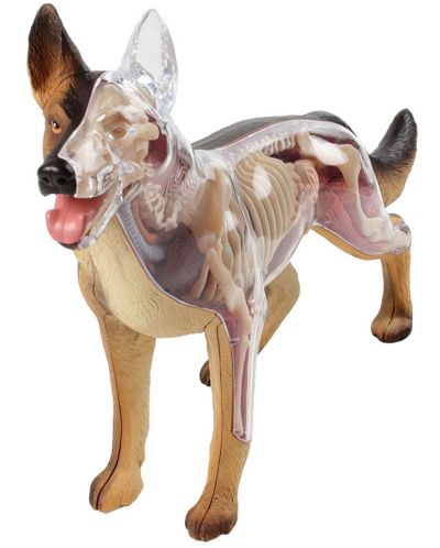 Сглобяем модел на куче Revell - Dog Anatomy Model (02093)