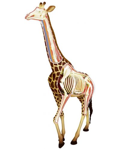 Сглобяем модел на жираф Revell - Giraffe Anatomy Model (02094) - 1