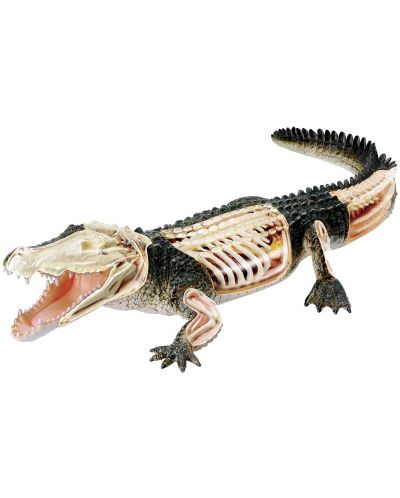 Сглобяем модел на крокодил Revell - Crocodile Anatomy Model (02095)