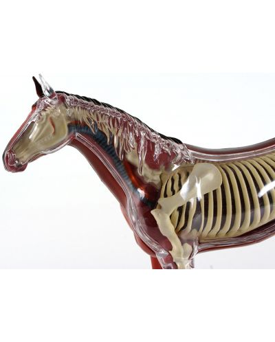 Сглобяем модел на кон Revell - Horse Anatomy Model (02099) - 5