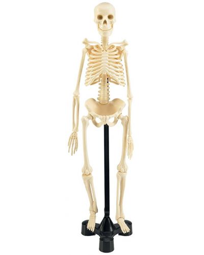 Сглобяем модел на човешки скелет Revell - Skeleton Model (02103)