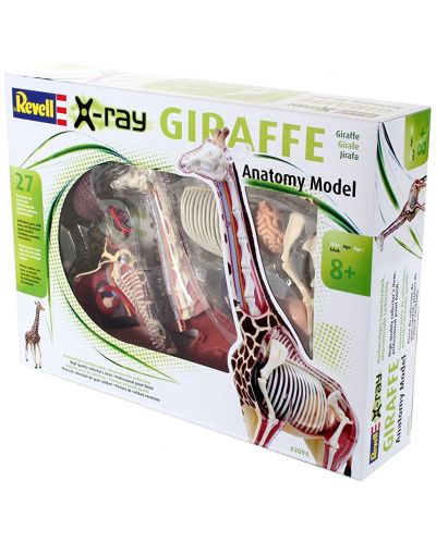 Сглобяем модел на жираф Revell - Giraffe Anatomy Model (02094) - 3
