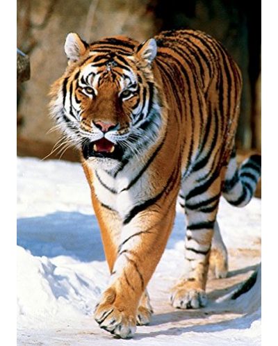 Пъзел Trefl от 1000 части - Сибирски тигър - 2