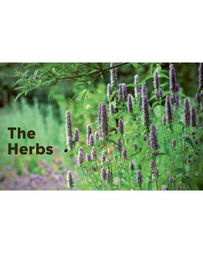 100 Herbs To Grow - 3