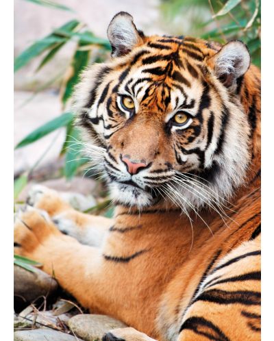 Пъзел Clementoni от 1000 части - Суматрански тигър - 2
