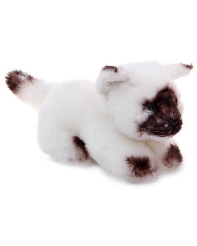 Котенцето Сима