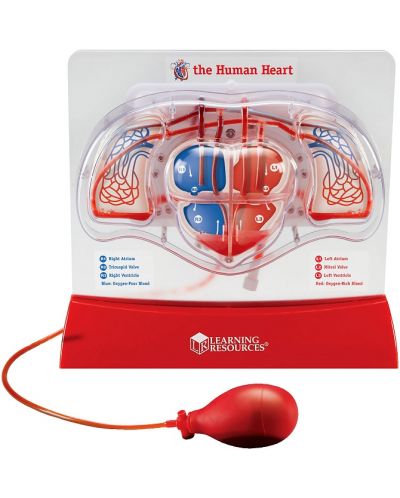 Модел на човешката кръвоносна система - 1