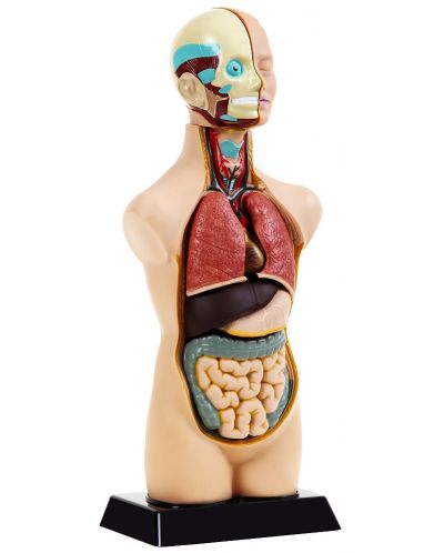 Сглобяем анатомичен модел на човешки торс и глава - 1