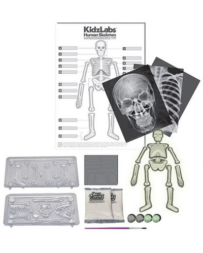 Образователен комплект 4M KidzLabs - Светещ скелет, отливки - 2