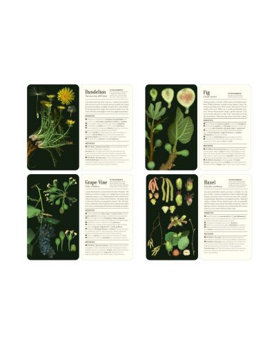 50 Plants that Heal: Discover Medicinal Plants - A Card Deck - 4