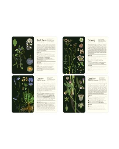 50 Plants that Heal: Discover Medicinal Plants - A Card Deck - 7