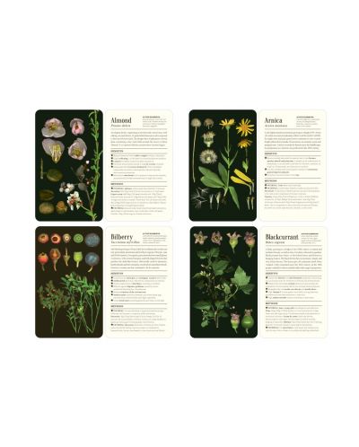50 Plants that Heal: Discover Medicinal Plants - A Card Deck - 3