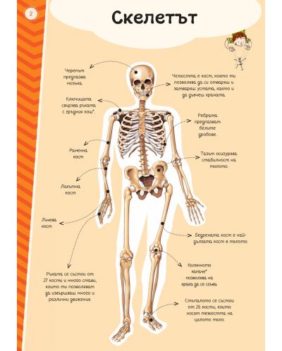 Атлас на човешкото тяло (включва стикери + плакат) - 2