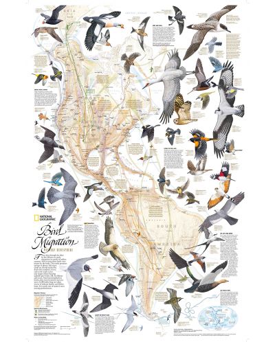 Пъзел New York Puzzle от 1000 части - Миграцията на птиците - 1