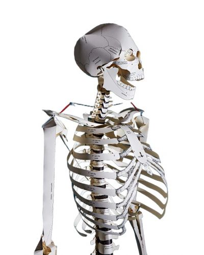 Build Your Own Human Skeleton - Life Size! - 2
