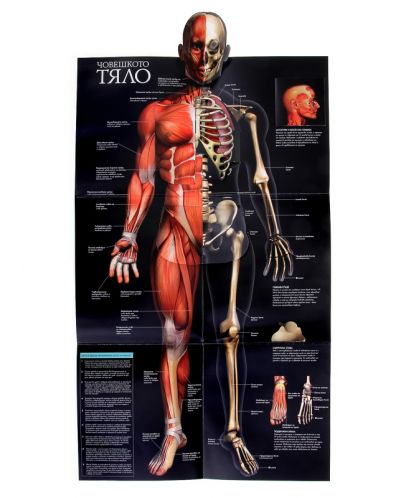 Човешкото тяло - Триизмерна енциклопедия - 4