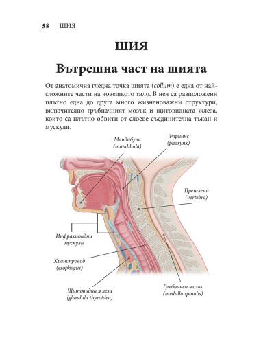 Човешкото тяло. Илюстрован атлас - 5
